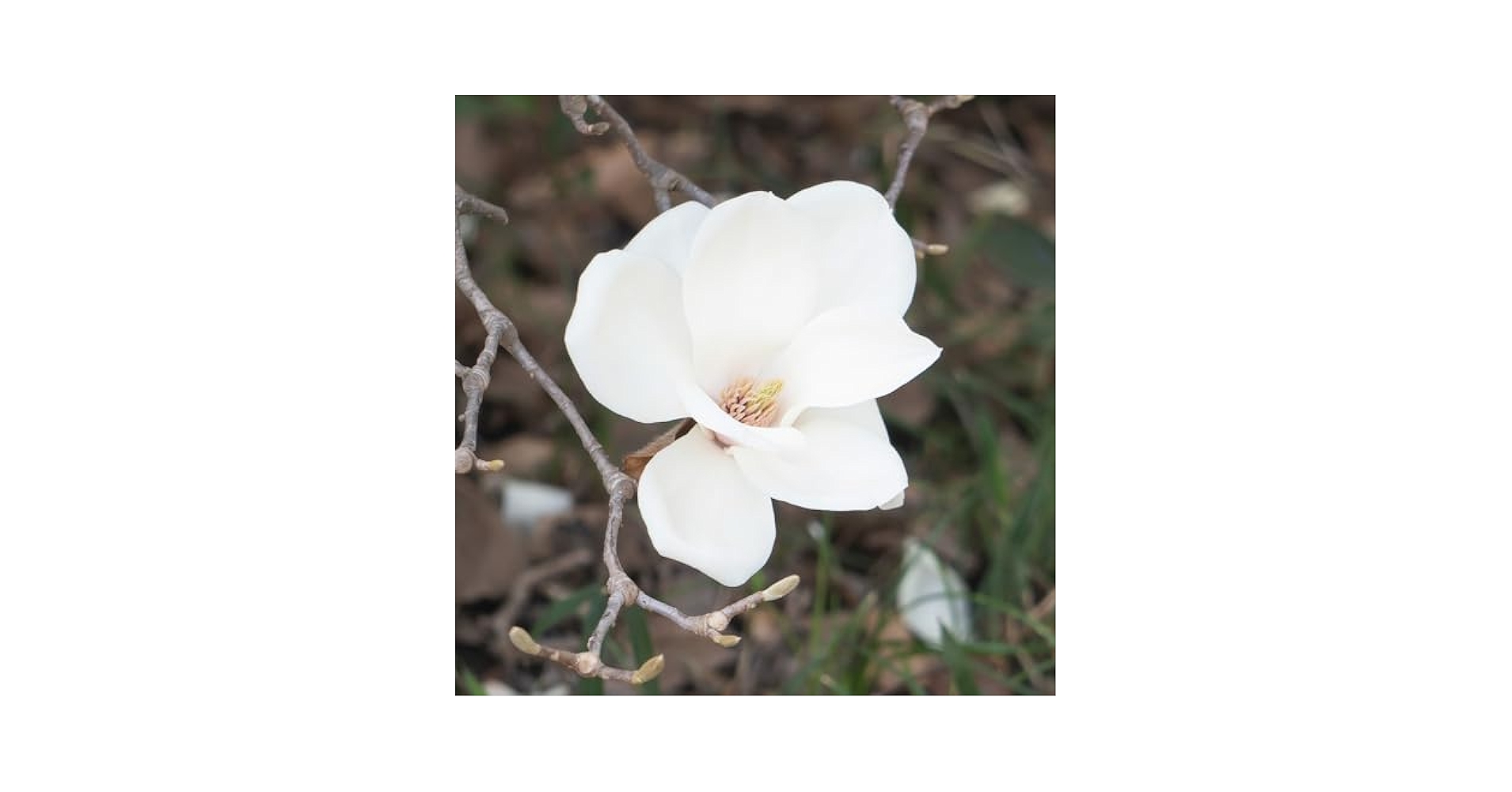 ③*:ஐ優雅な芳香と透明感のある白花*:ஐモクレン・苗木【スノーホワイト】7号 ④*:ஐ優雅な芳香と透明感のある白花*:ஐモクレン・苗木【スノー